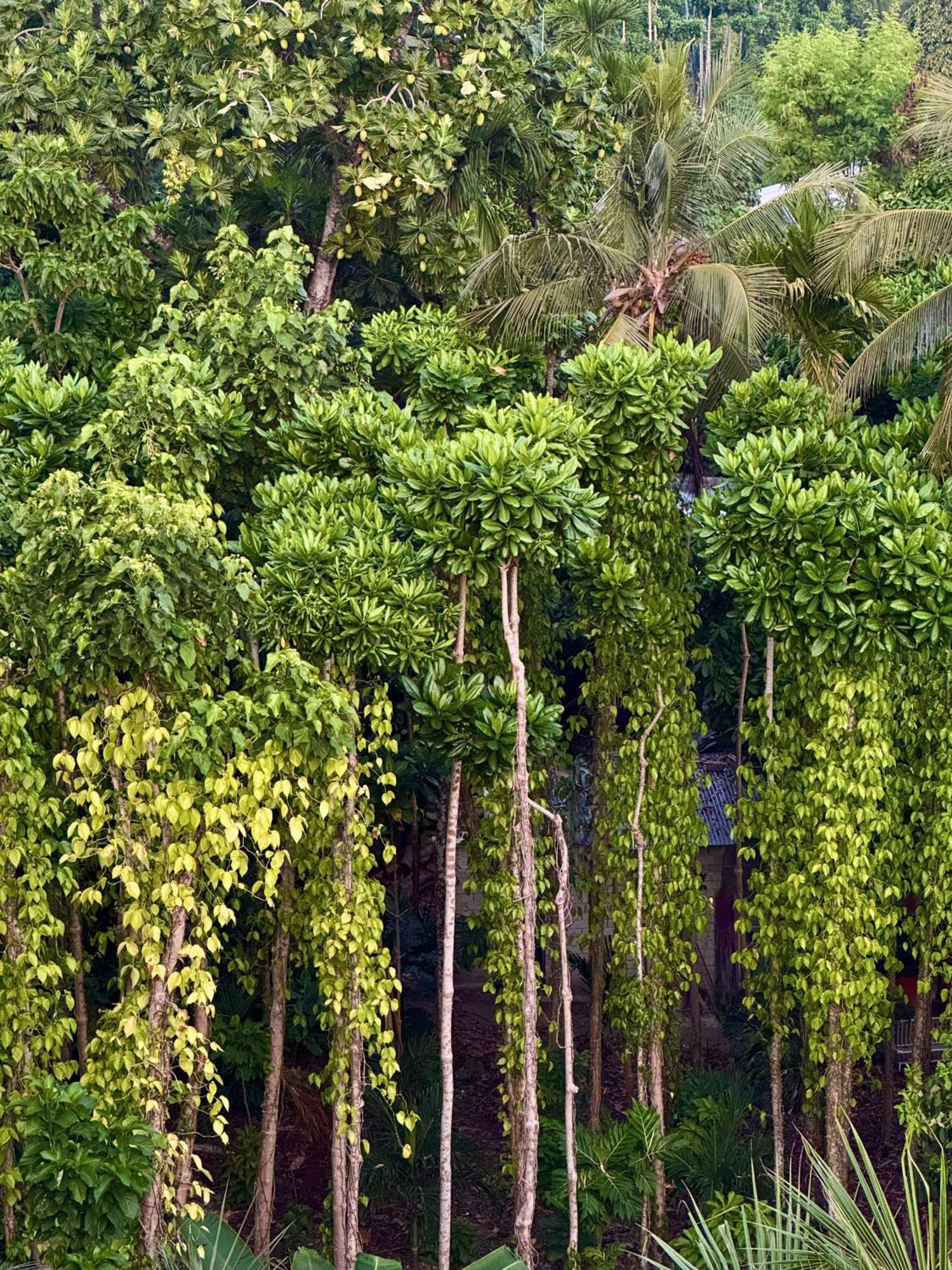 Serene Sky Guest House Thoddoo Exterior photo